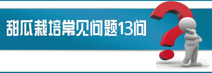 蔬菜種子栽培技術(shù)-<strong><font color='#006428'>甜瓜栽培常見問題13問？</font></strong>
