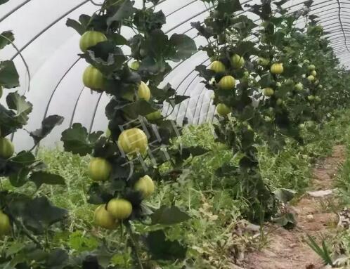 蔬菜種子種植戶客戶點(diǎn)評(píng)-我的乖乖，一株坐果15個(gè)，6元1斤，好賣得很！
