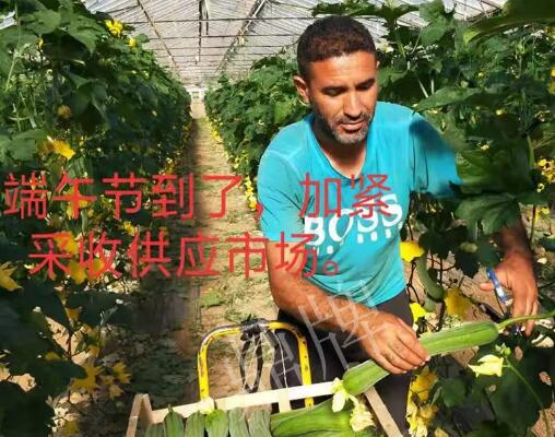 蔬菜種子種植戶客戶點(diǎn)評(píng)-羨慕！每公斤24元，“優(yōu)比1號(hào)”在法國(guó)的表現(xiàn)…