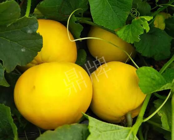 蔬菜種子種植戶客戶點(diǎn)評(píng)-純賺50萬(wàn)，我這個(gè)“張大膽”榮光了一把！