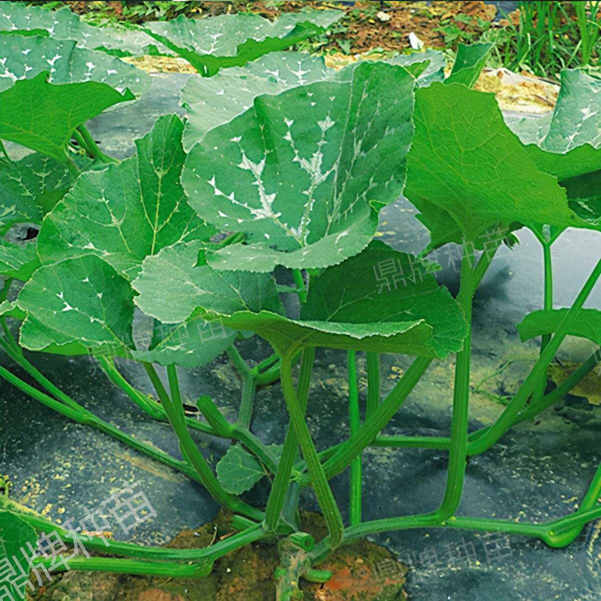 種這種綠葉菜，栽培輕松，畝產(chǎn)值過萬元，菜農(nóng)表示很劃算