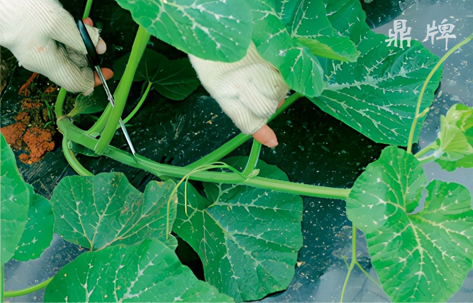 種這種綠葉菜，栽培輕松，畝產(chǎn)值過萬元，菜農(nóng)表示很劃算