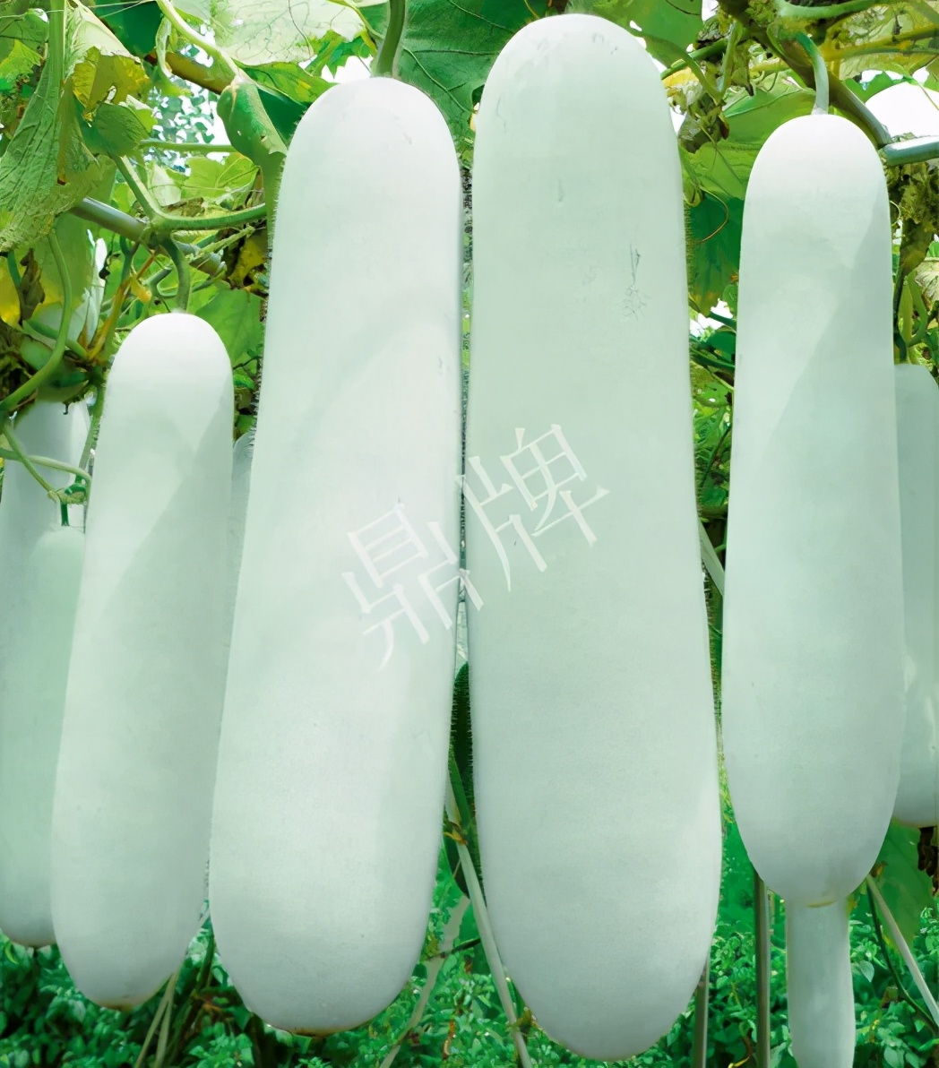 這個(gè)品種太優(yōu)秀了！耐儲耐運(yùn)，適合大面積種植，菜農(nóng)瓜販都喜歡