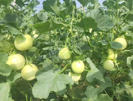 蔬菜種子種植戶客戶點評-種植這個新品種，我感到非常滿意！