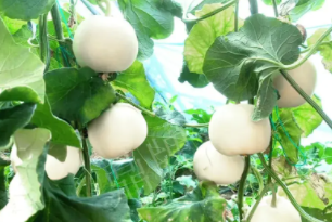 蔬菜種子種植戶客戶點(diǎn)評(píng)-丁老板說：種植這個(gè)品種，獲得了滿意的收入，確實(shí)“爽歪歪”