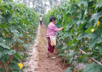 蔬菜種子種植戶客戶點(diǎn)評(píng)-85歲老奶奶，還是種植基地的領(lǐng)頭人，做的怎么樣？一起去看看…